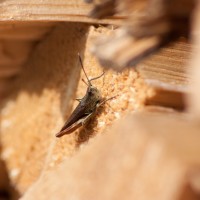 IMG_0466