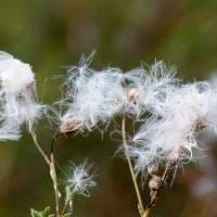 IMG_0525
