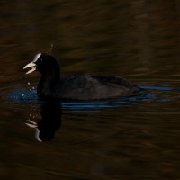 IMG_0603
