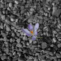 IMG_2067